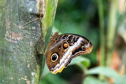 Owl Butterfly posing on tree Stock Photos