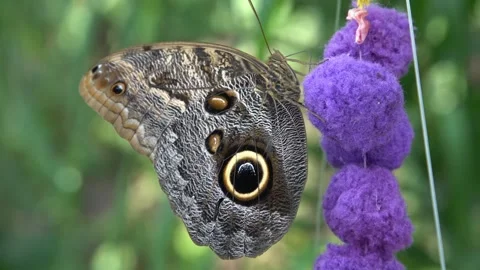 Owl Butterfly on Purple Flowers. Video stock 307264553