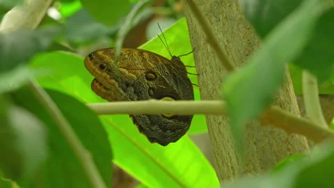 Owl Butterfly resting on the branch. Caligo Sp. butterflies named for the g.. Stock Footage 279750341