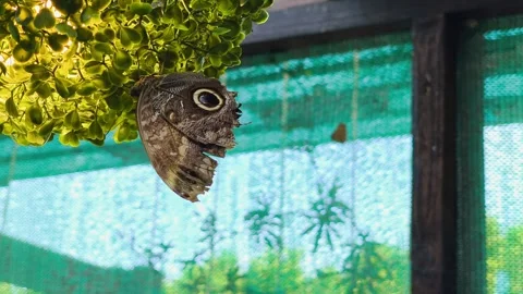 Owl Butterfly Resting Upside Down Under Yellow Leaves Stock Footage 340781527
