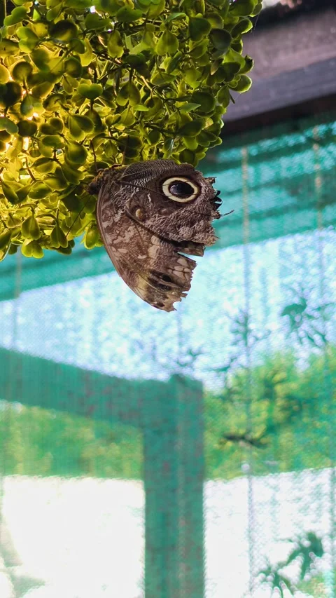 Owl Butterfly Resting Upside Down Under Yellow Leaves Stock Footage 340782123