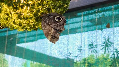 Owl Butterfly Resting Upside Down Under Yellow Leaves Foto stock