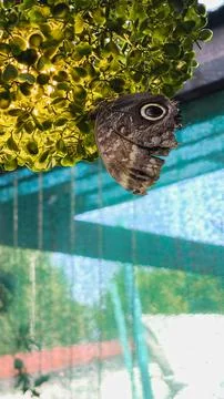 Owl Butterfly Resting Upside Down Under Yellow Leaves Foto stock