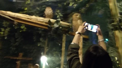 Owl cafe Stock Footage 108818215