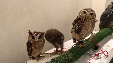 Owl Cafe in Tokyo Stock Footage 169007767