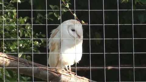 Owl in cage Stock Footage 911381