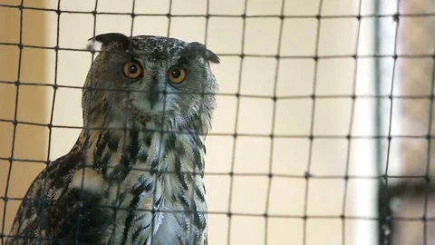 Owl in a cage Stock Footage 72985438