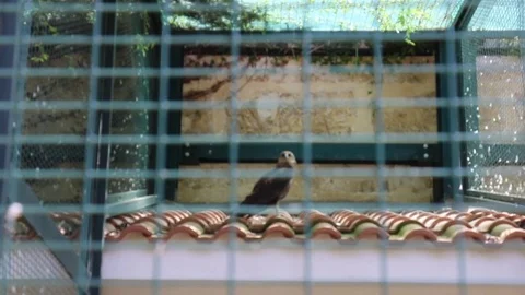 Owl in cage Stock Footage 76234115