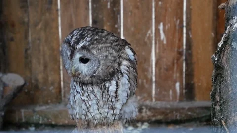 Owl in a cage or aviary Stock Footage 214285319