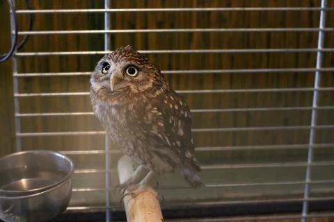 Owl in a cage Stock Photos