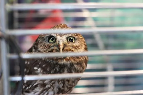 Owl in a cage Stock Photos