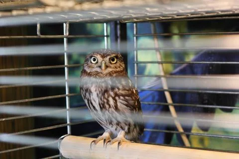 Owl in a cage Stock Photos