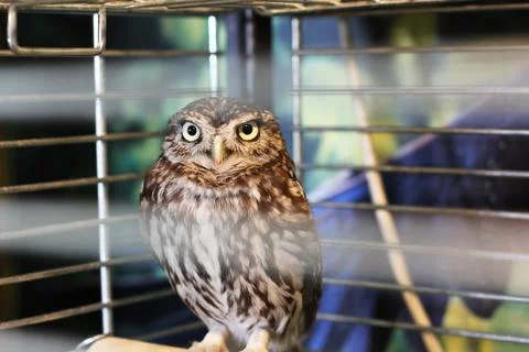 Owl in a cage Stock Photos