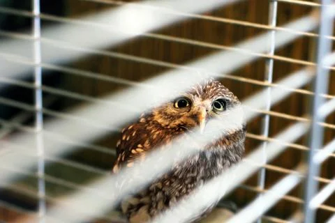 Owl in a cage Stock Photos