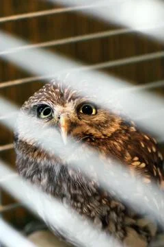 Owl in a cage 写真素材
