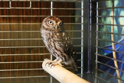 Owl in a cage Stock Photos