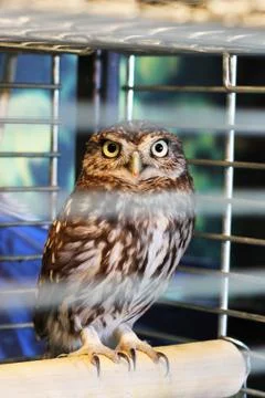 Owl in a cage Stock Photos
