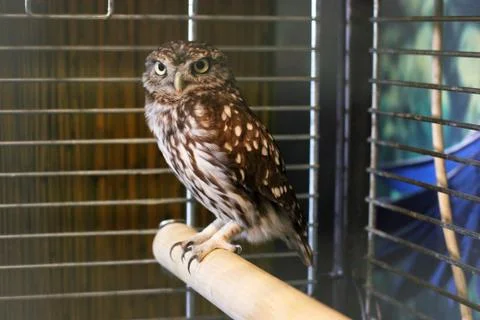Owl in a cage Stock Photos