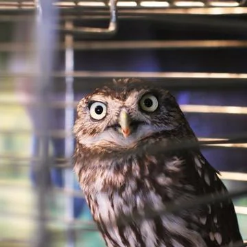 Owl in a cage Stock Photos