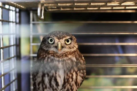 Owl in a cage Stock Photos