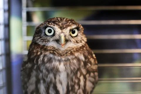 Owl in a cage 写真素材
