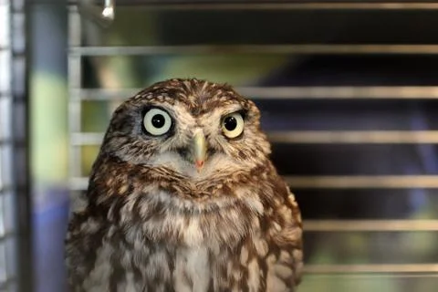 Owl in a cage Stock Photos