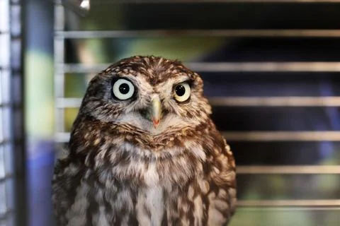 Owl in a cage Stock Photos