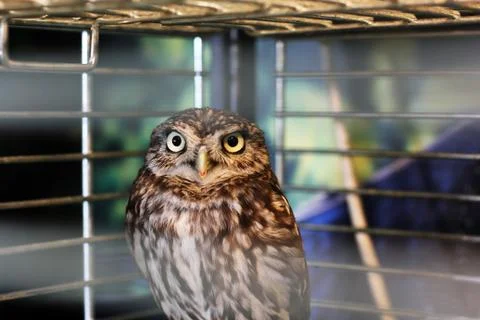 Owl in a cage Stock Photos