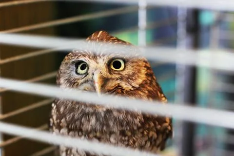 Owl in a cage Stock Photos