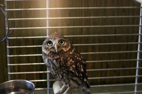 Owl in a cage Stock Photos