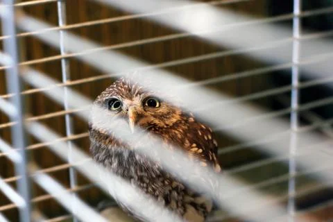 Owl in a cage Stock Photos