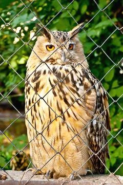 Owl in a cage Stock Photos