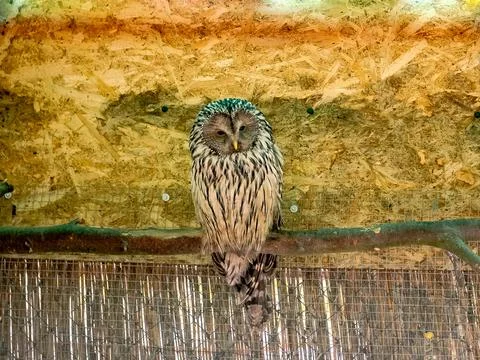 Owl in a cage Stock Photos