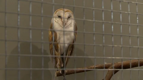 Owl in a cage view in the zoo Stock Footage 107785267