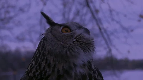 Owl Night Stock Footage ~ Royalty Free Stock Videos 