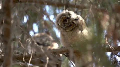 The owl carefully examines everything around, in slow motion Video stock 305708518