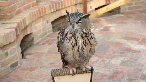 Owl in a castle Stock Footage 101745990