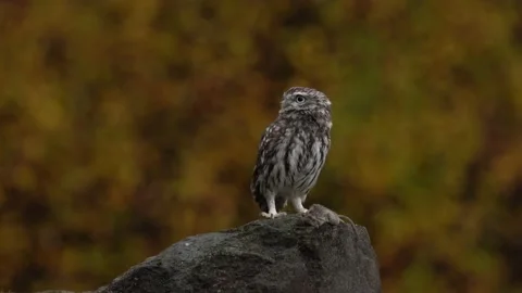 Owl catch mouse, autumn forest. Little Owl, Athene noctua, bird in the nature ol Stock Footage 220721560