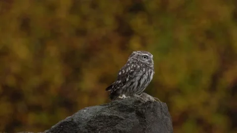 Owl catch mouse, autumn forest. Little Owl, Athene noctua, bird in the nature ol Stock Footage 220721597