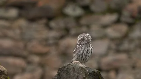 Owl catch mouse. Little Owl, Athene noctua, bird in the nature old urban habitat Stock Footage 220721223