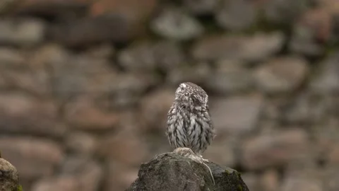 Owl catch mouse. Little Owl, Athene noctua, bird in the nature old urban habitat Vídeos de archivo 220721253