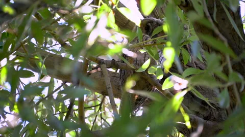 An owl chick disguised in a forest on a tree Video stock 246491122