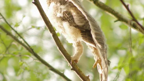 Owl chick Vídeos de archivo 309899498