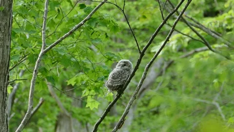 Owl chicks in the fresh green forest. Stock Footage 159109933