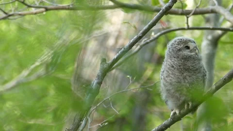 Owl chicks in the fresh green forest. Stock Footage 159109945