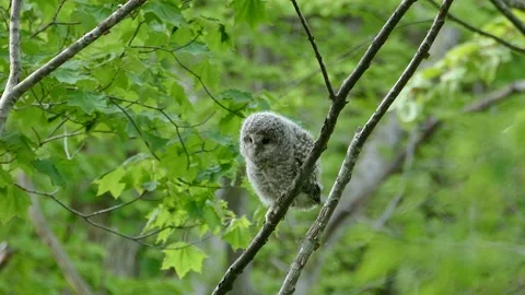 Owl chicks in the fresh green forest. Stock Footage 159109946