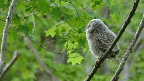 Owl chicks in the fresh green forest. Stock Footage 159109969