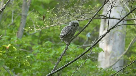 Owl chicks in the fresh green forest. Video stock 159109978