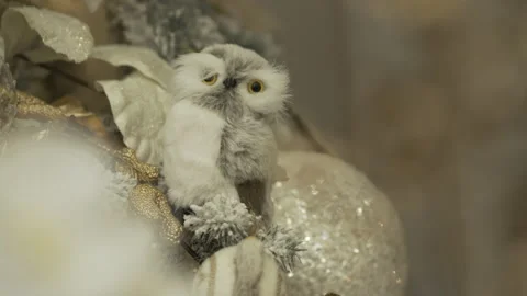 A Owl in a Christmas tree Stock Footage 237341181