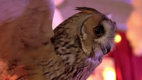 Owl in circus Stock Footage 171367243